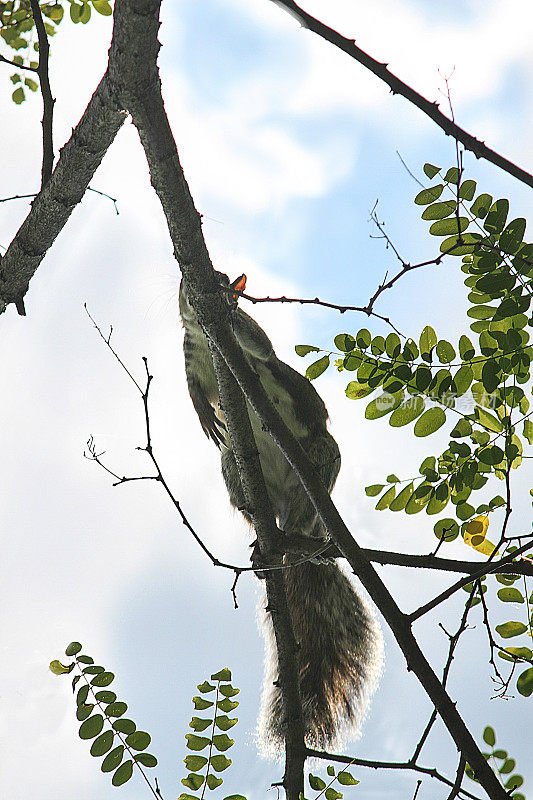 灰松鼠(Sciurus carolinensis)从下枝